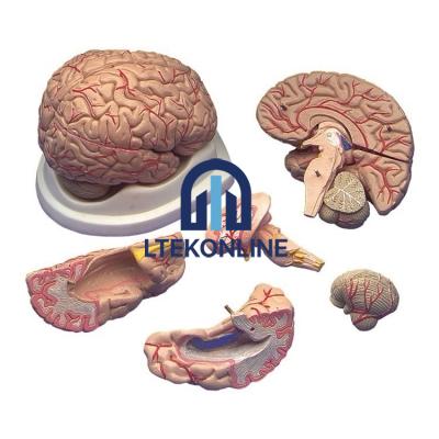 Brain with Arteries Model Human Biology Equipment Lab