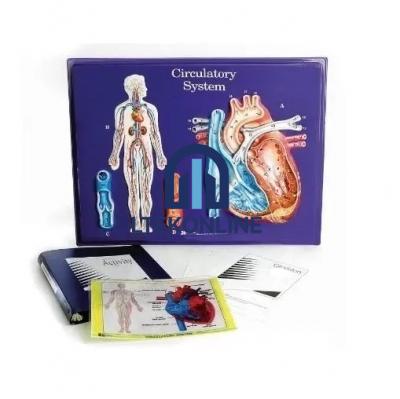 Circulatory System Model Activity Set Human Biology Equipment Lab