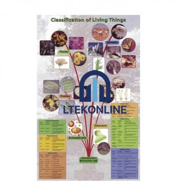 Classification of Living Things Poster Classification Charts Lab