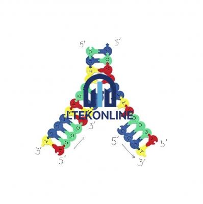 Demo DNA Nucleotides Biology Lab
