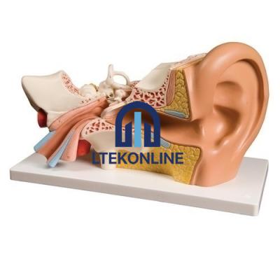 Ear Model Anatomical Models