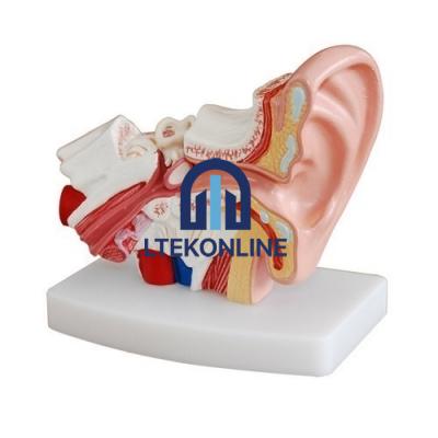 Ear Model Economy Biology Lab