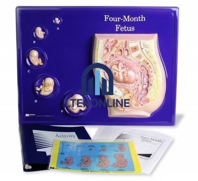 Four Month Foetus Model Human Biology Equipment Lab
