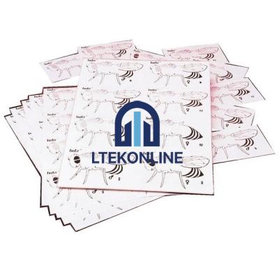 Fruit Fly Genetics Kit Investigation and Genetic Lab