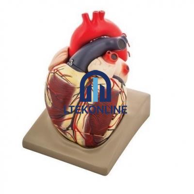 Heart Extra Large on Base Model Human Biology Equipment Lab