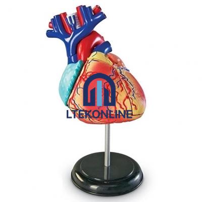 Heart Model Biology Lab