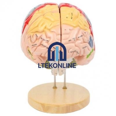 Human Brain Model- 2 Parts Biology Lab