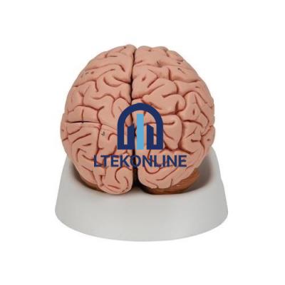 Human Brain Model Anatomical Models