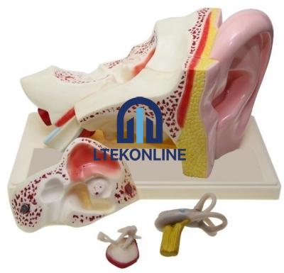 Ear Model Human Biology Equipment Lab