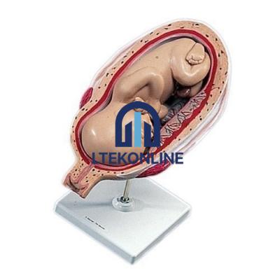 Human Foetus Model Human Biology Equipment Lab