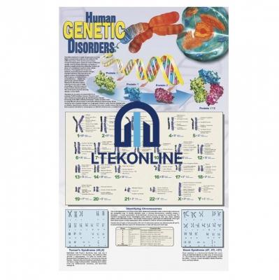 Human Genetic Disorders Poster Investigation and Genetic Lab