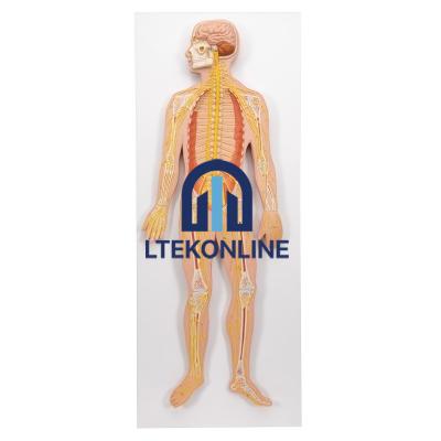 Nervous System Model Human Biology Equipment Lab