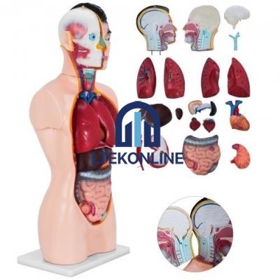Human Torso Half Size Biology Lab