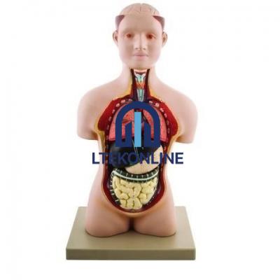 Human Torso with Head Model Biology Lab