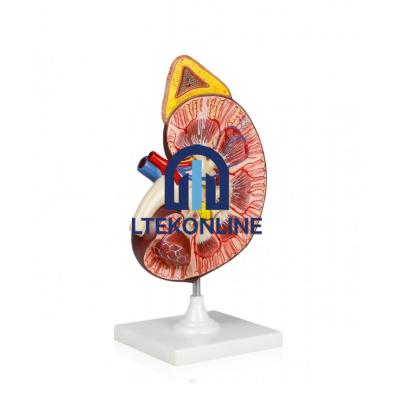 Kidney with Adrenal Gland Model Human Biology Equipment Lab