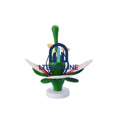 Large Size Flower Model Biology Lab