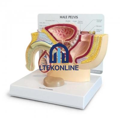 Male Pelvis Section Model Human Biology Equipment Lab