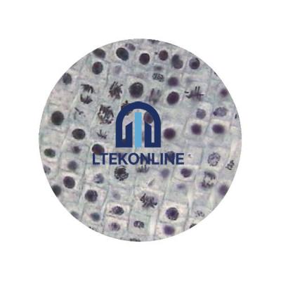 Meiosis Microslide Cell Slides Lab
