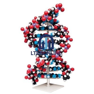 Molecular model kit Ten layer DNA Molecular Model Lab