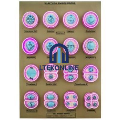 Cell Division Slide Set of 9 Cell Slides Lab