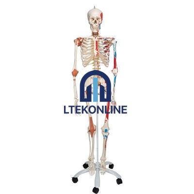 Skeleton With Muscles and Joint Ligaments Model Human Biology Equipment Lab