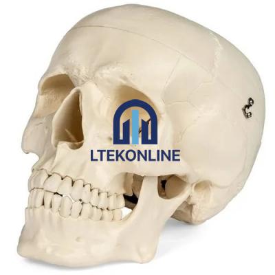 Skull Model Biology Lab