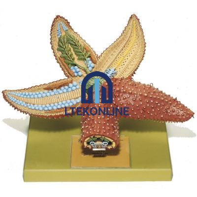 Star Fish Model Zoological Models