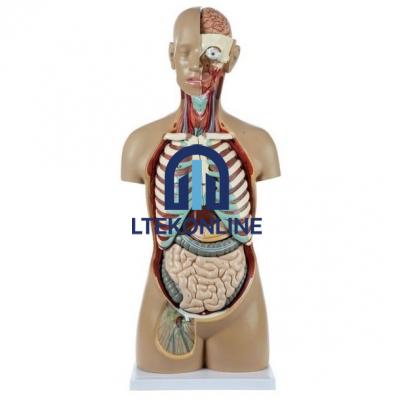Torso 18 Part Premium Biology Lab