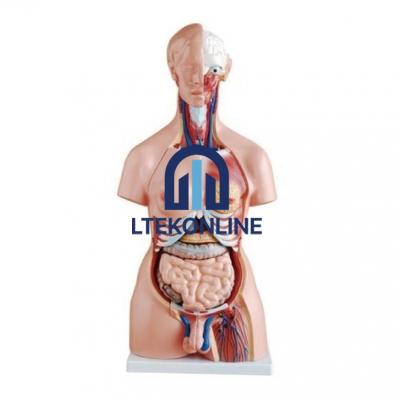 Torso Life Size Bisexual Model Model Human Biology Equipment Lab