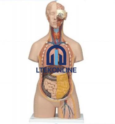 Torso Life Size with Head Model Human Biology Equipment Lab