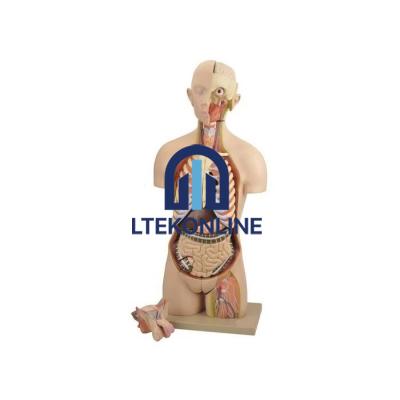 Torso Life size Interchangeable Sex Organs Model Human Biology Equipment Lab