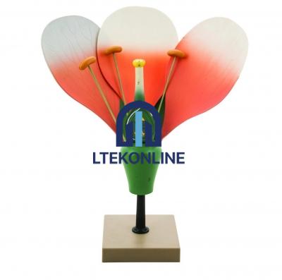 Typical Flower Model Plant Laboratory Equipment Lab